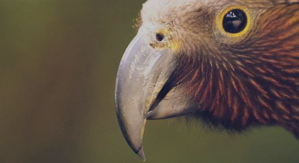 Team Volunteering: Improving ZEALANDIA for the future (21 January)