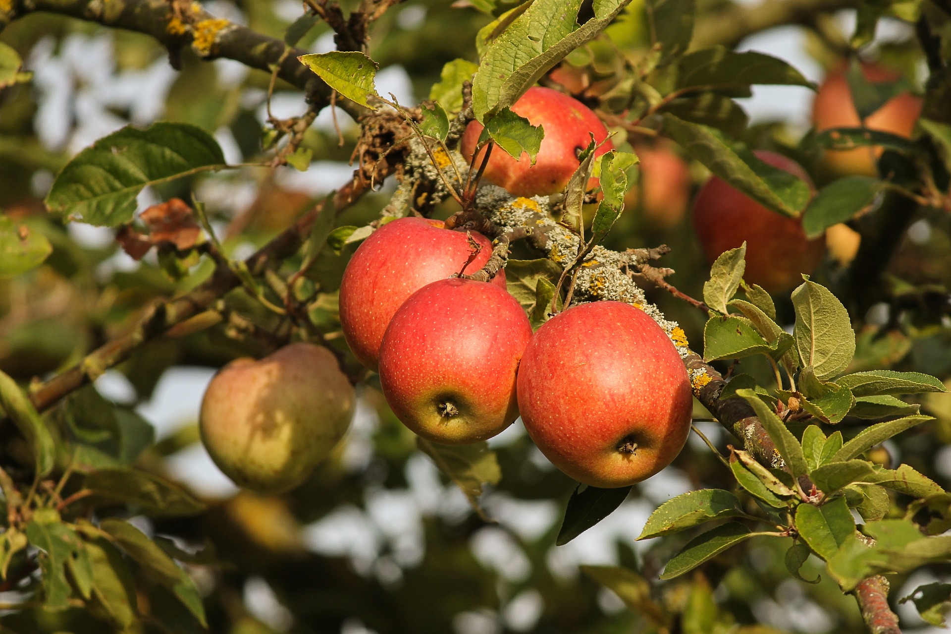 Glen Innes School -  Help resurrect our orchard 