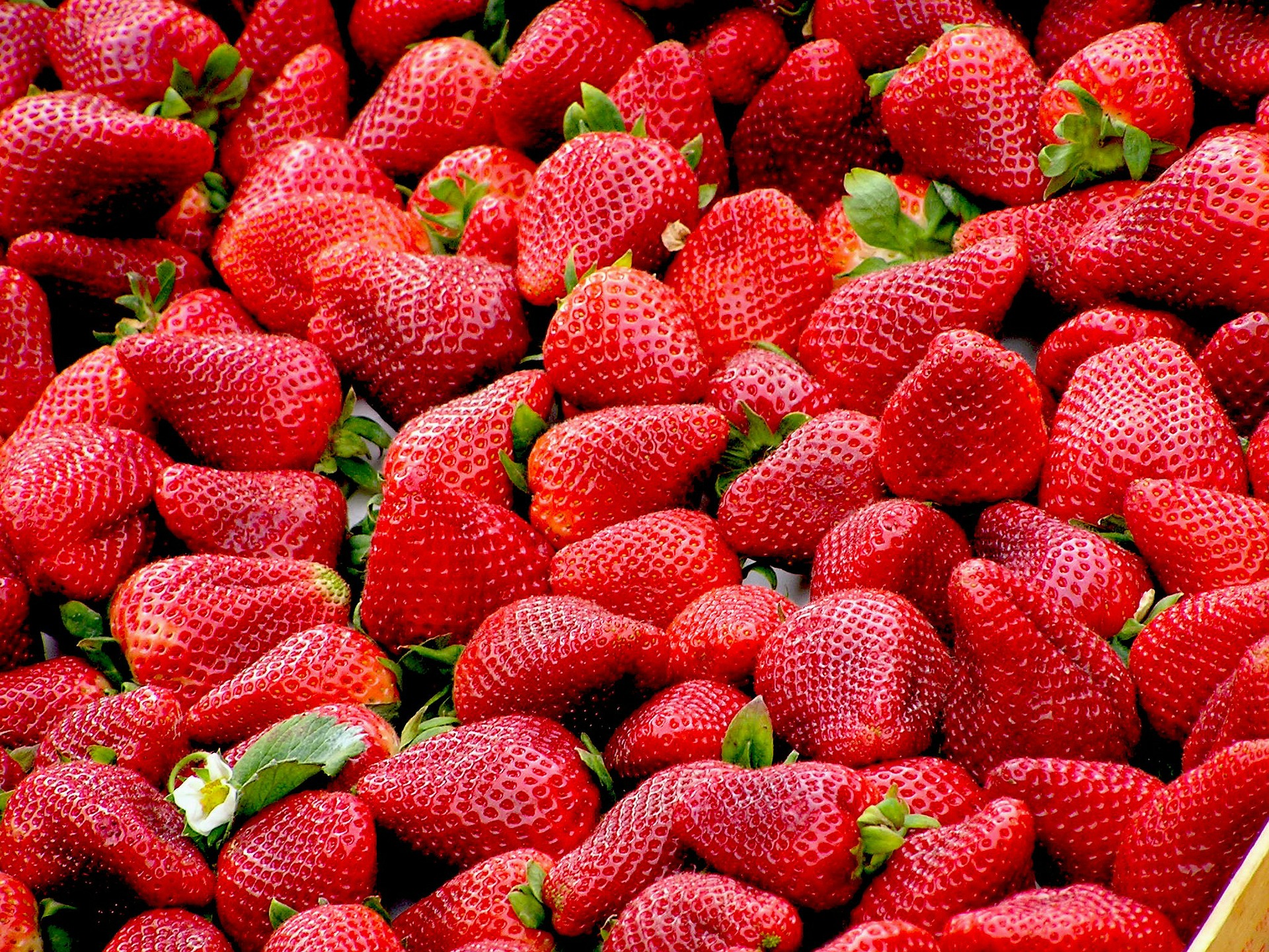 Hospice Strawberry Festival - Midland Park