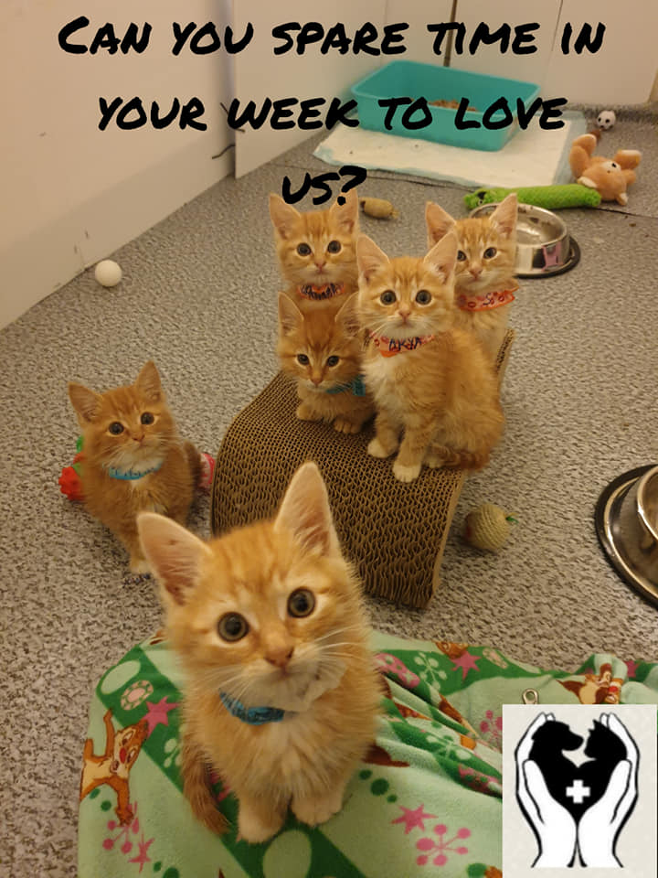 We need volunteers to help give animals a second chance at life