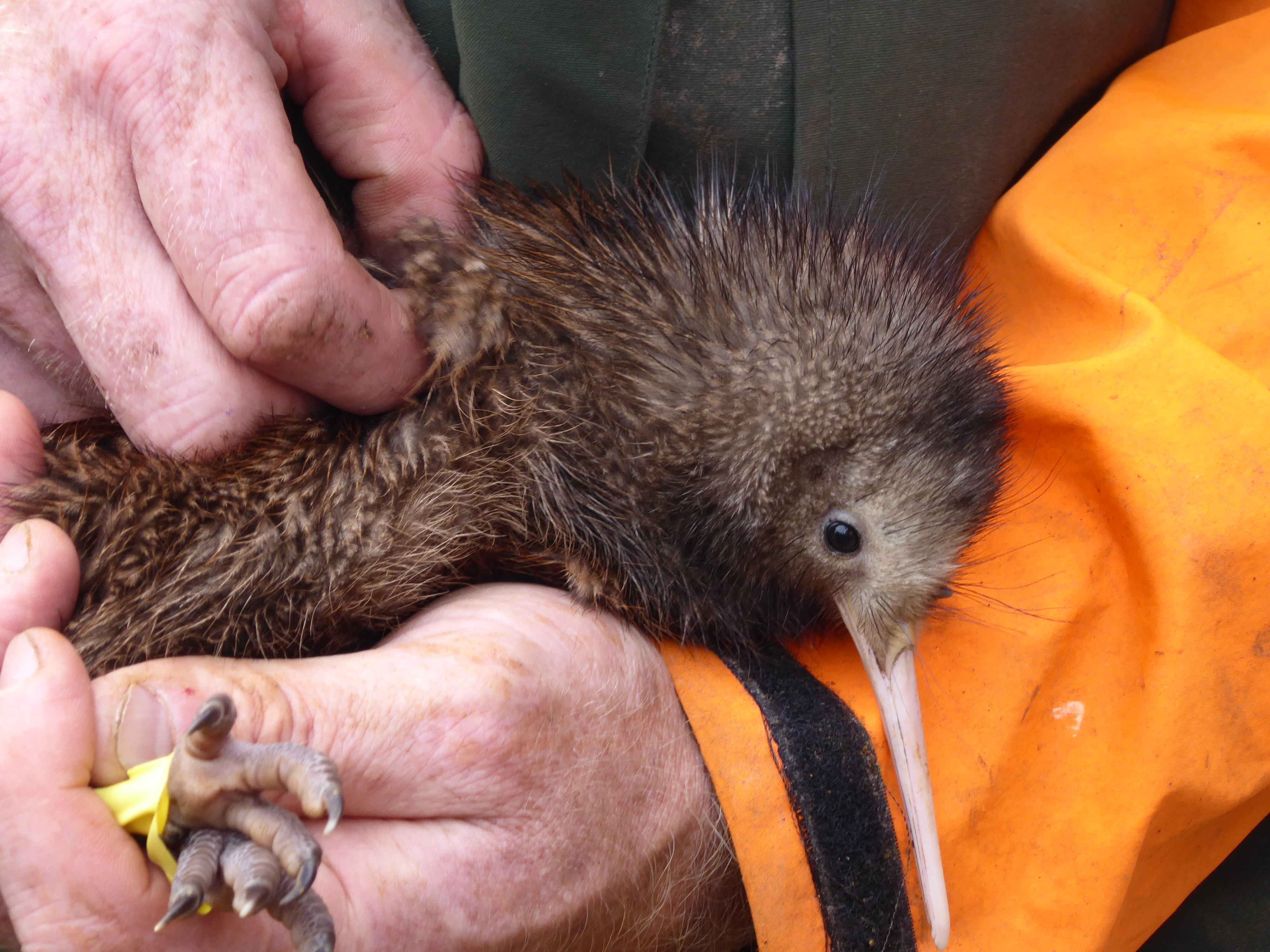 Kiwi and Forest Protection - Northland