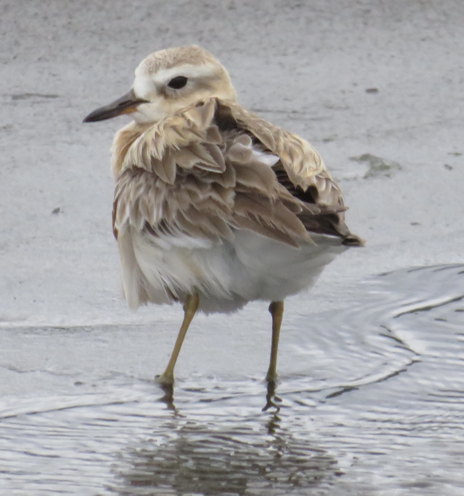 Coastal Birds Celebration, videographer needed!