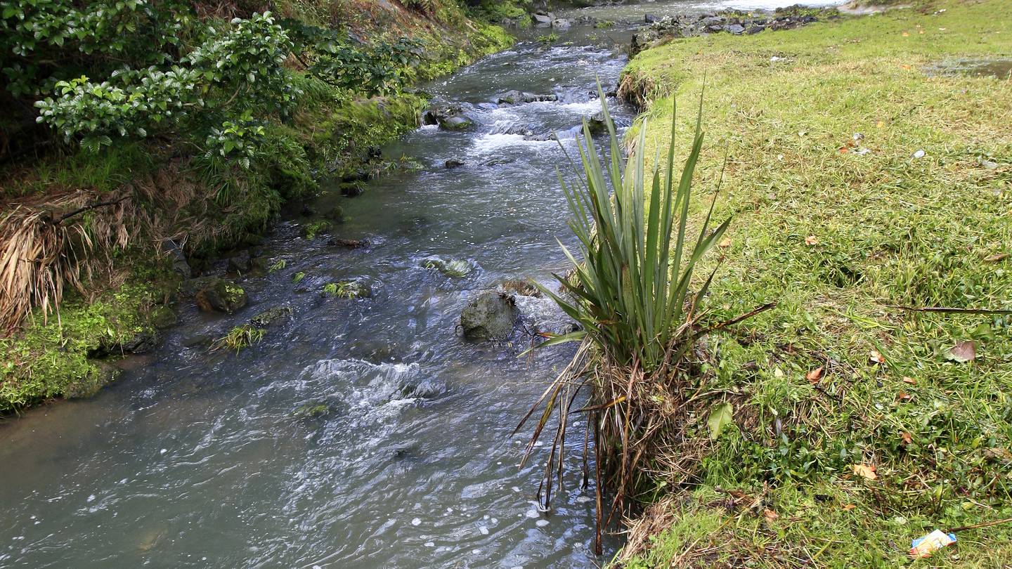 Friends of Oakley Creek Te Auaunga - our story - Friends of Oakley Creek -  HelpTank